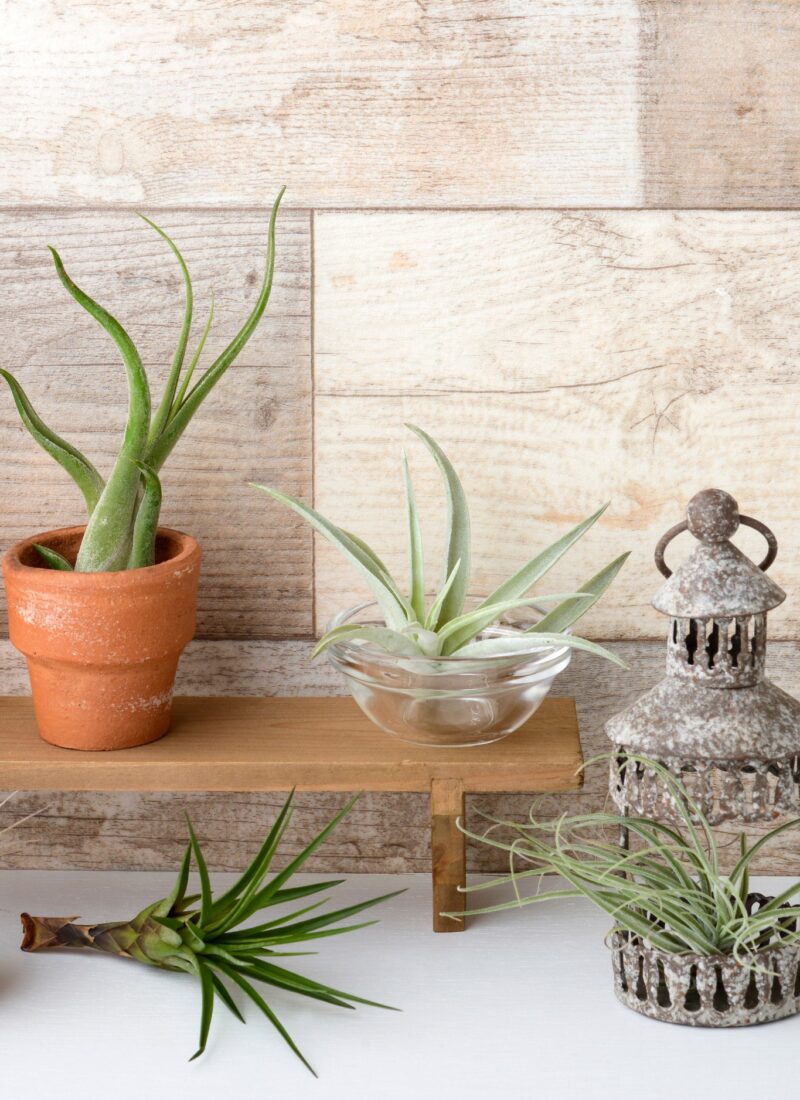 9 Cool Ways to Display Your Air Plants