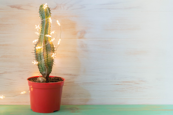 Adding Up LED Lights on Plants